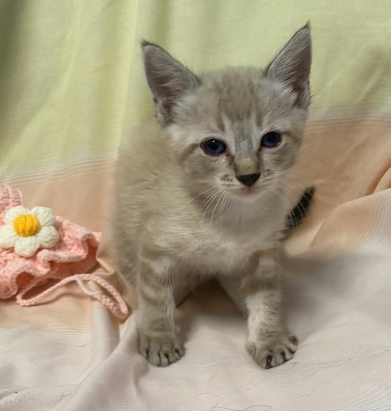 Enlarge Jenna May, an adopted Siamese in Colusa, CA image 2/6