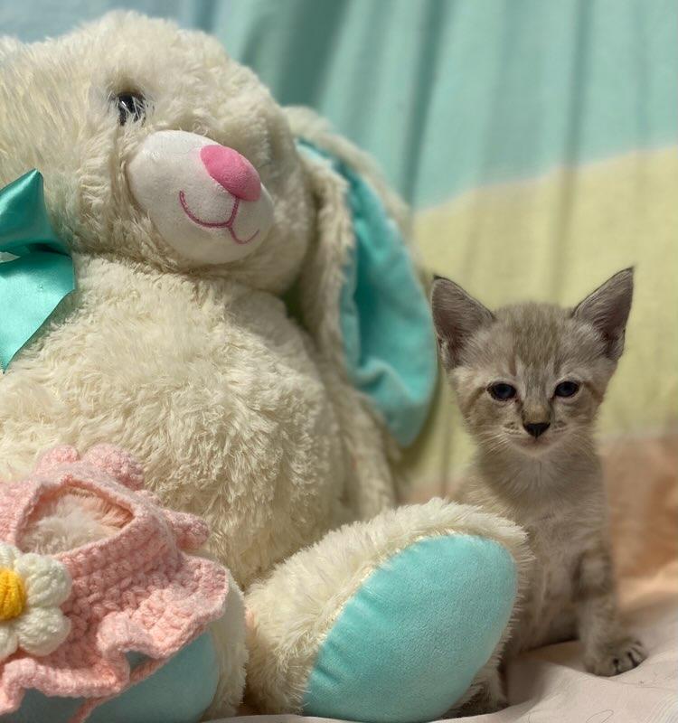Enlarge Jenna May, an adopted Siamese in Colusa, CA image 6/6