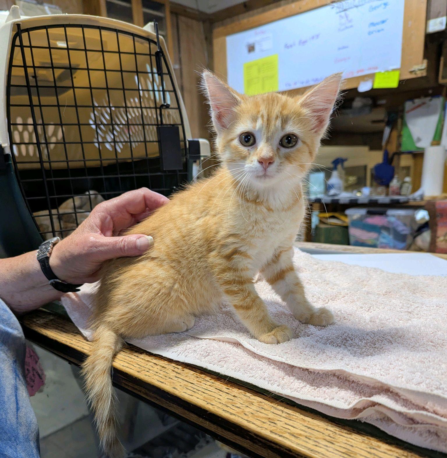 Wally, ADOPTABLE, Kitten Male Tabby.
