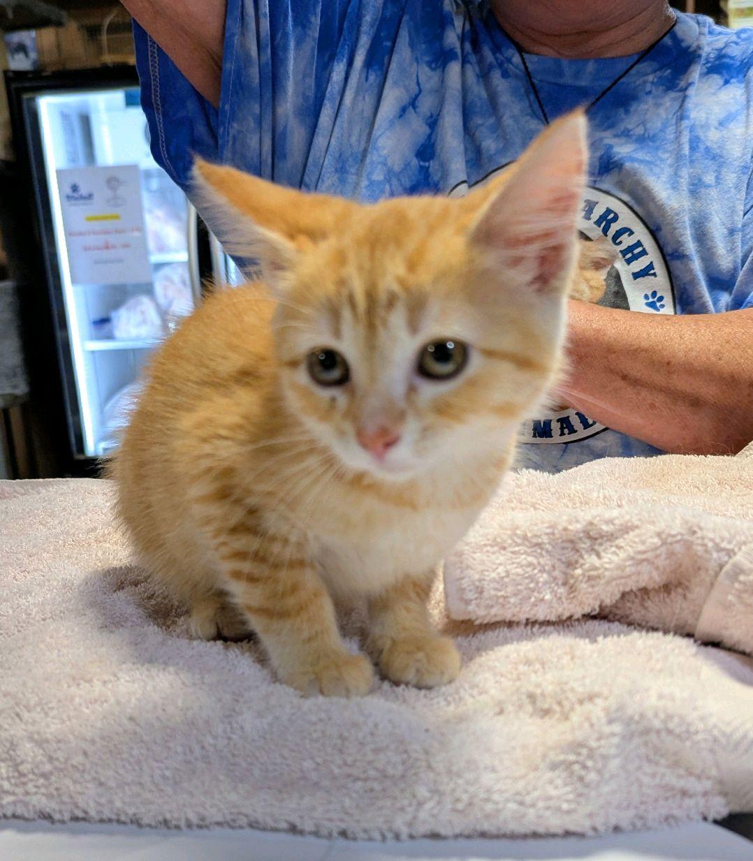 Enlarge Wally, a ADOPTABLE Tabby in New Market, MN image 2/2