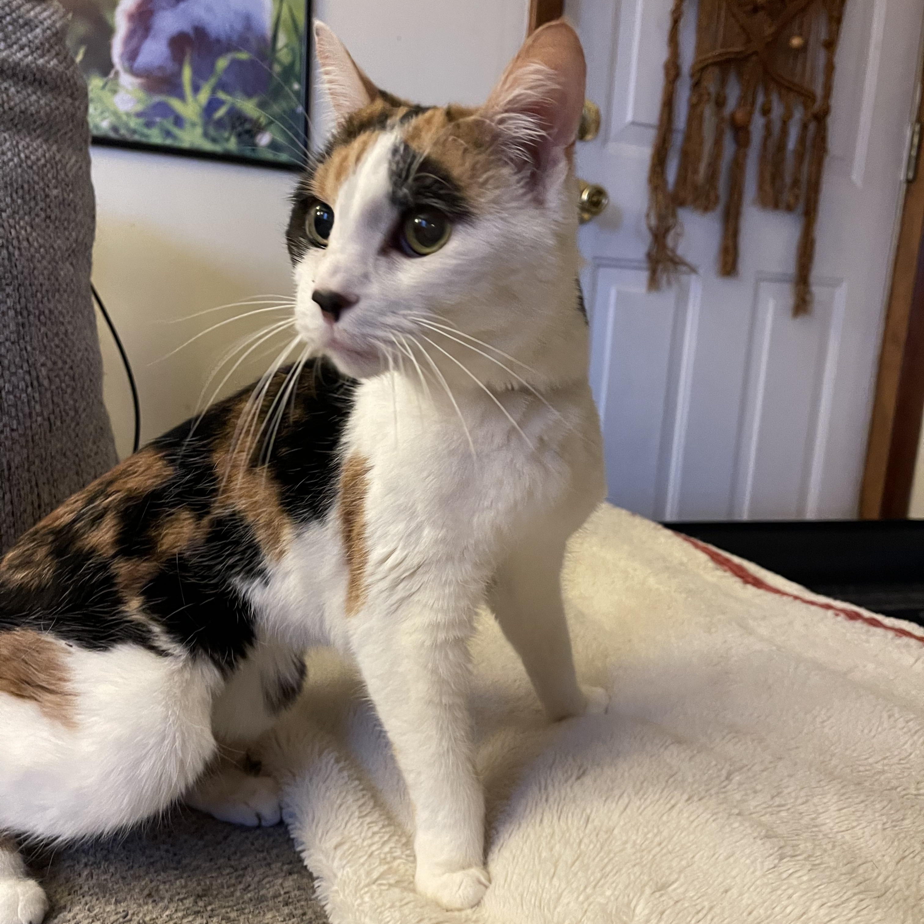 Enlarge Amber , a ADOPTABLE mixed breed in Scranton, PA image 3/3