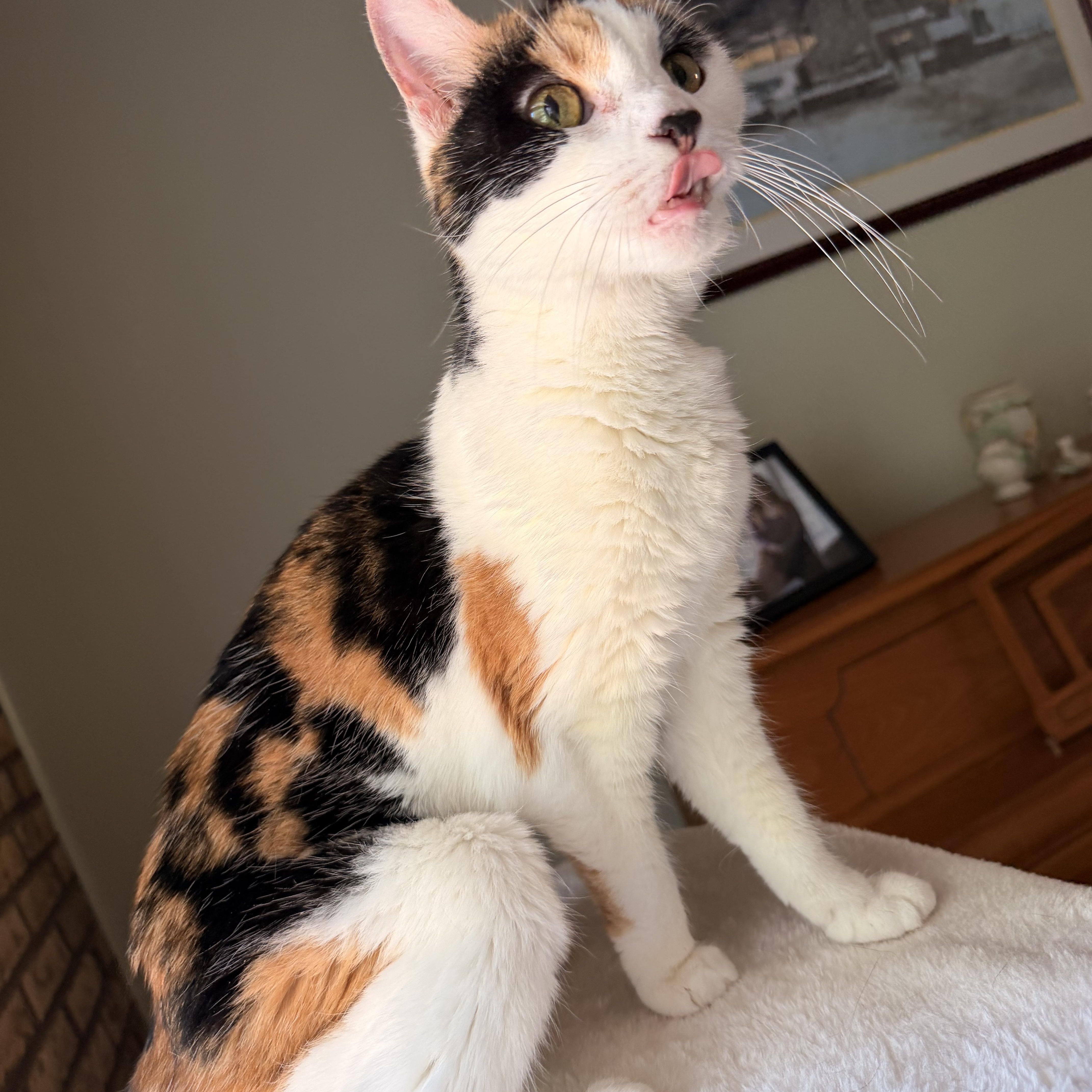Amber , ADOPTABLE, Senior Female Calico & Domestic Short Hair.