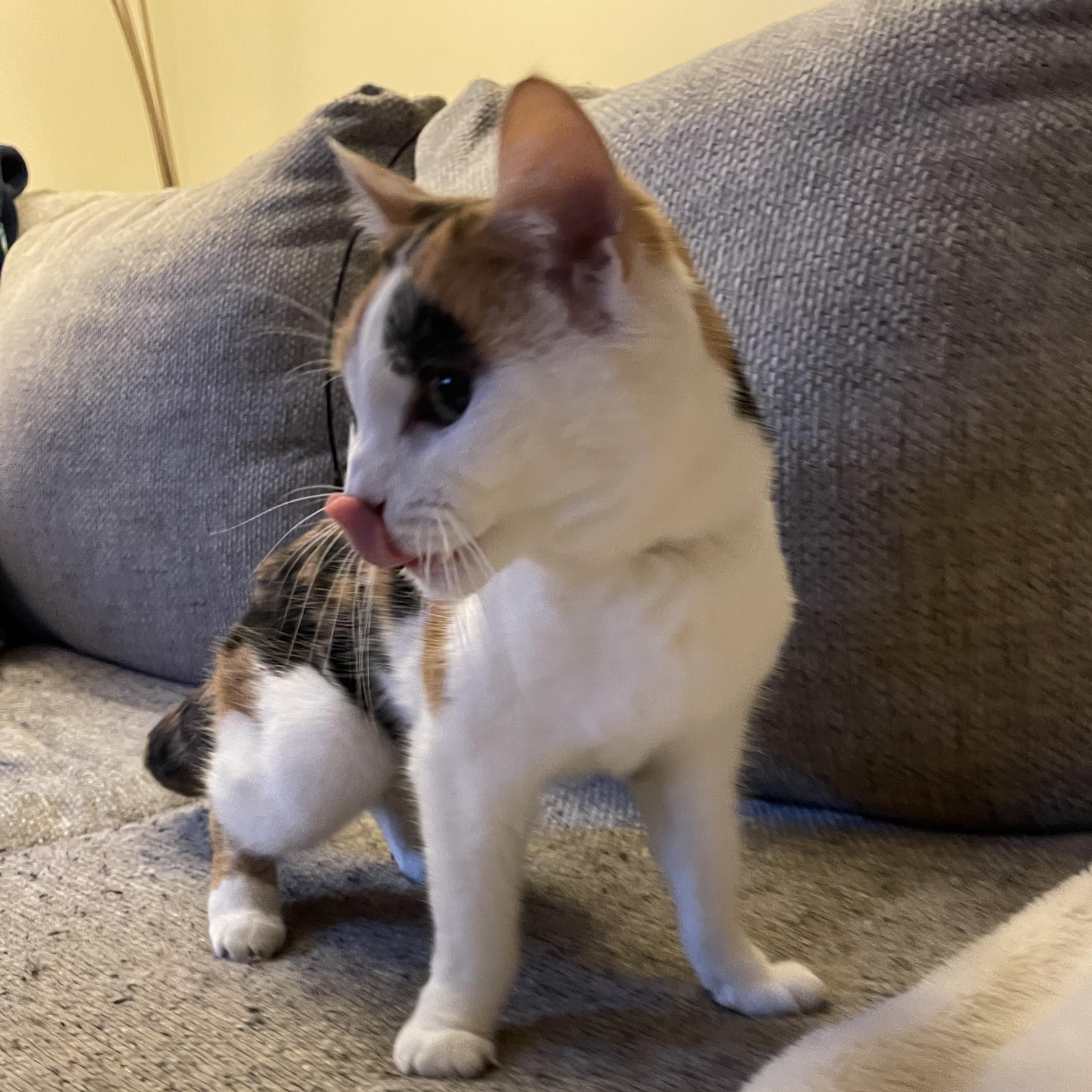 Enlarge Amber , a ADOPTABLE mixed breed in Scranton, PA image 2/3