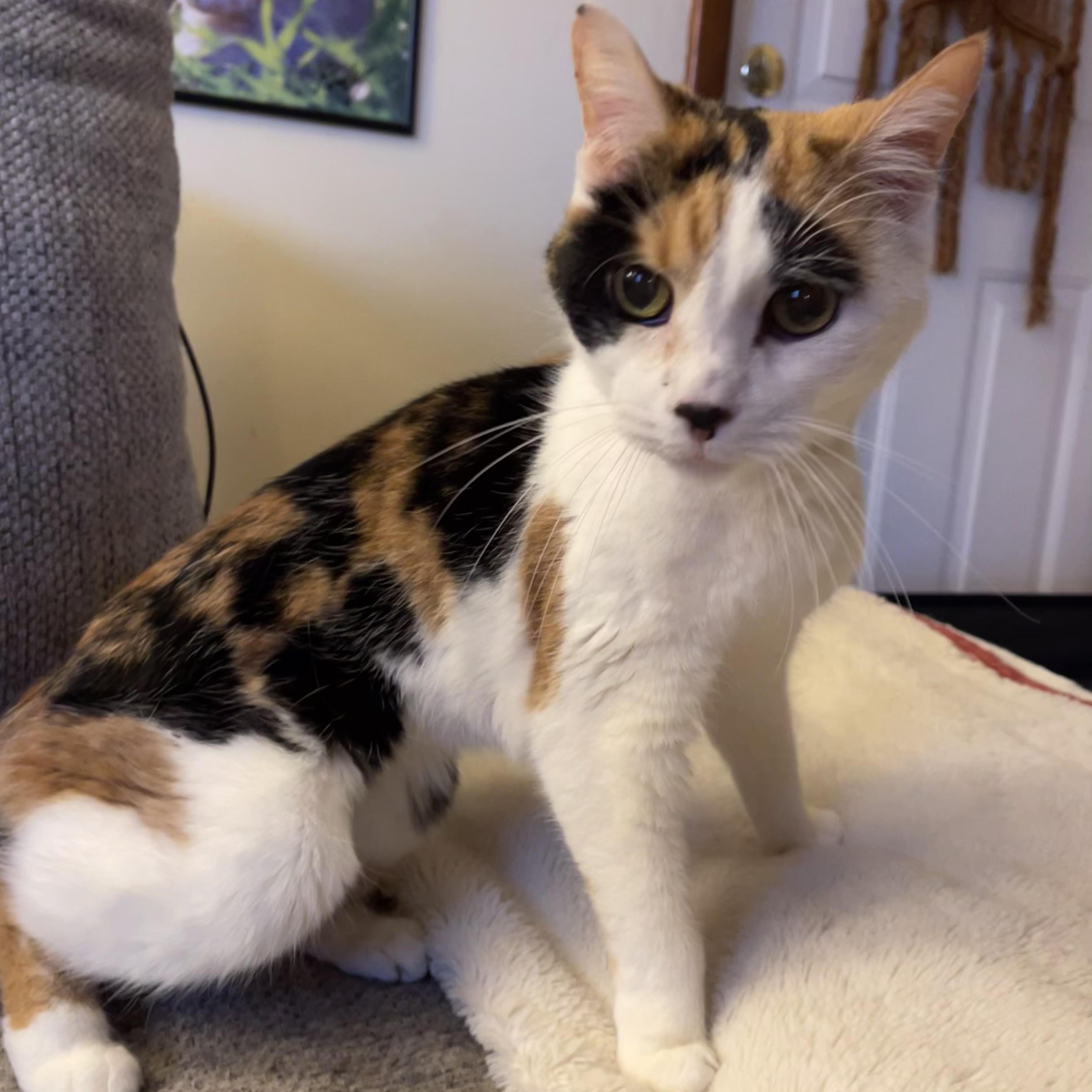 Amber , ADOPTABLE, Senior Female Calico & Domestic Short Hair.