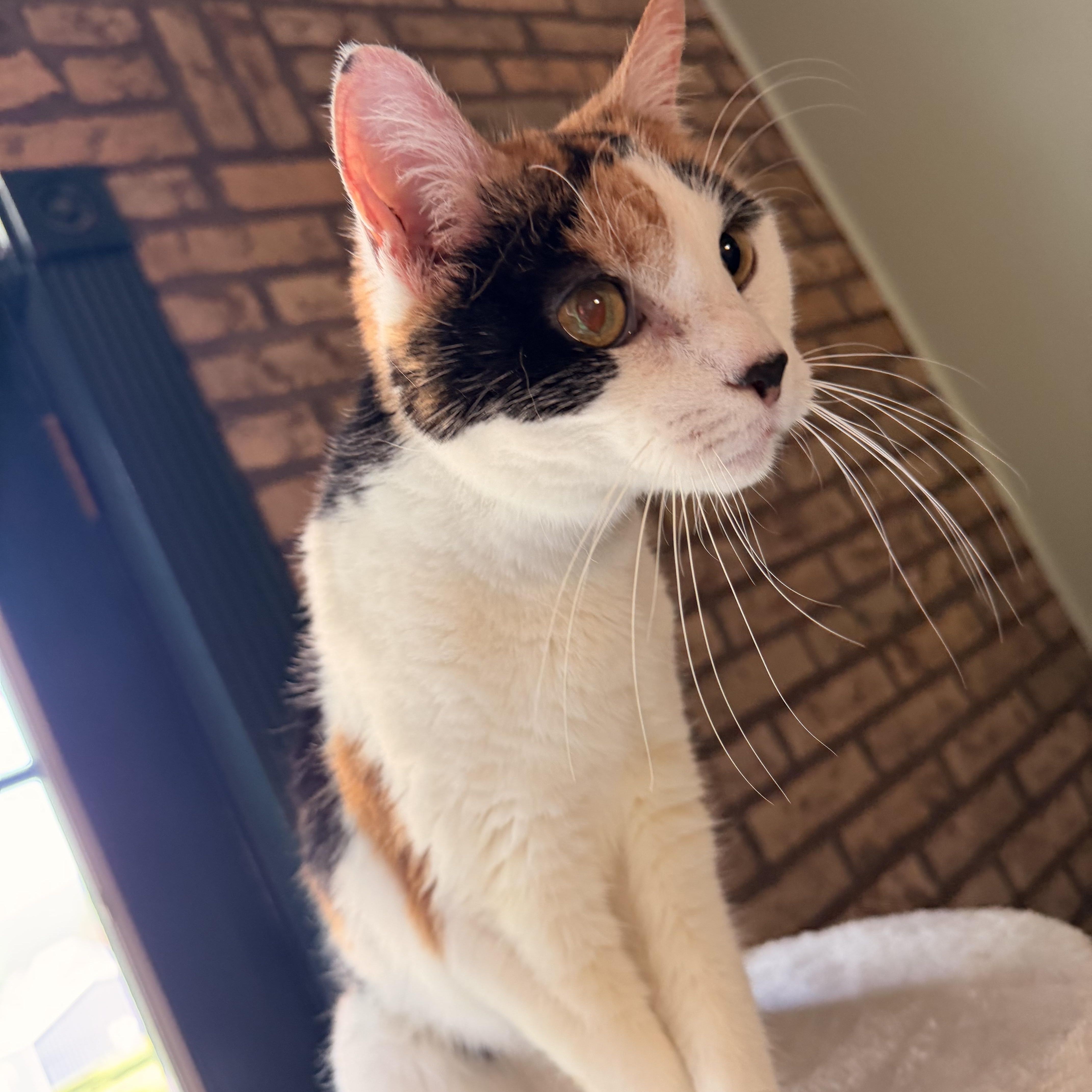Amber , a ADOPTABLE mixed breed in Scranton, PA image 6/6