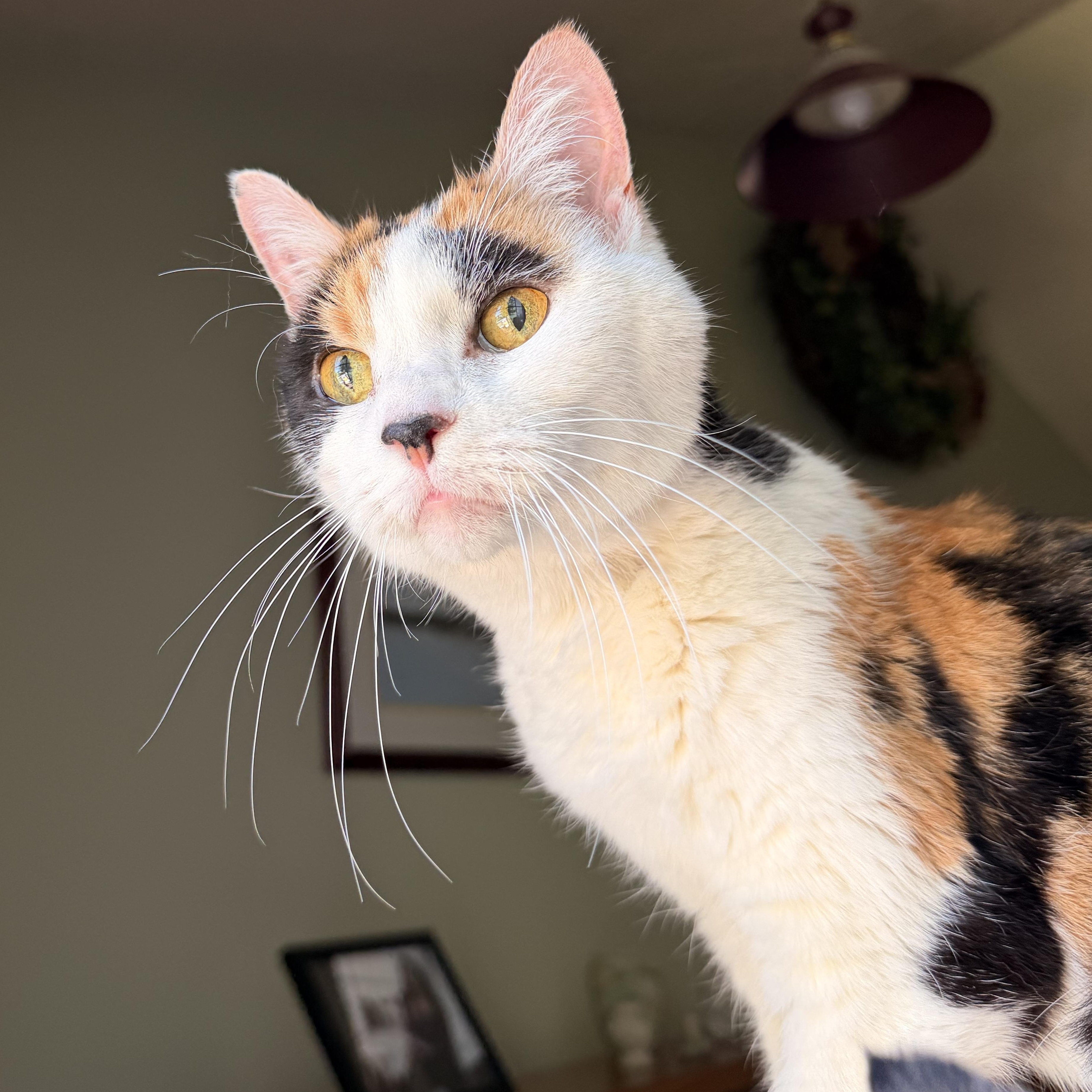 Amber , a ADOPTABLE mixed breed in Scranton, PA image 2/6