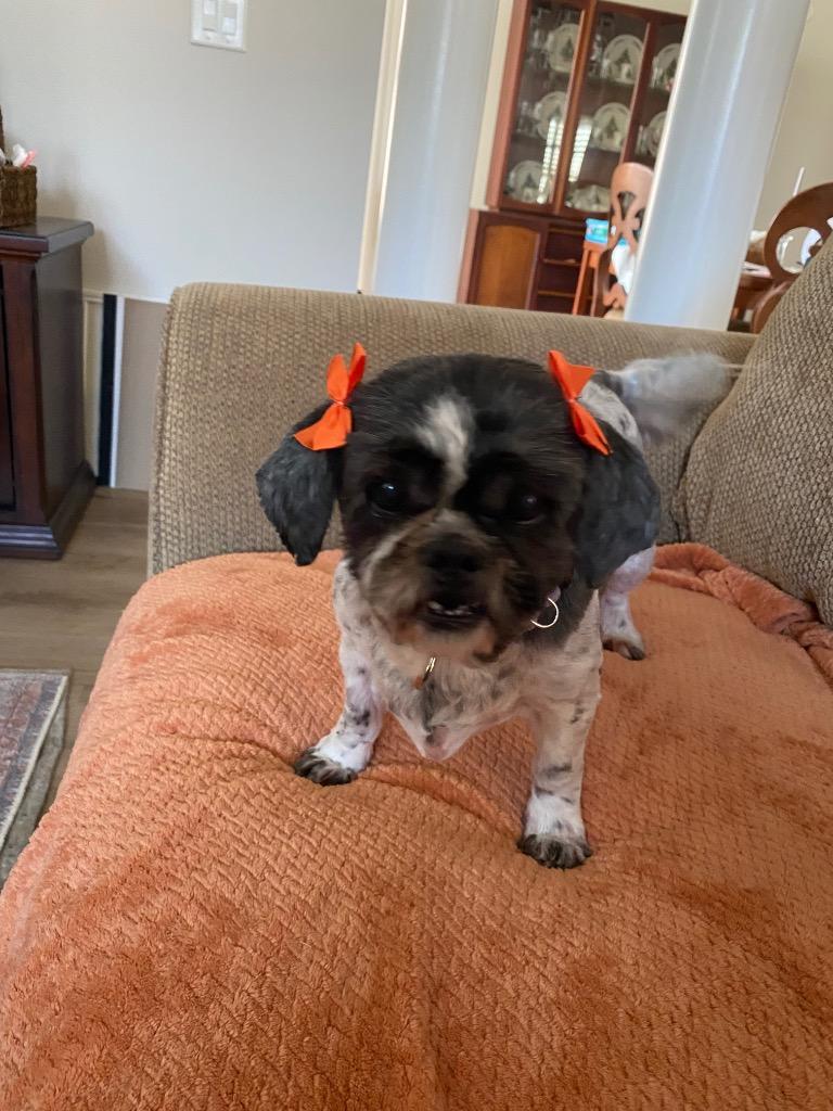 Lillian, Adoptable, Senior Female Shih Tzu.