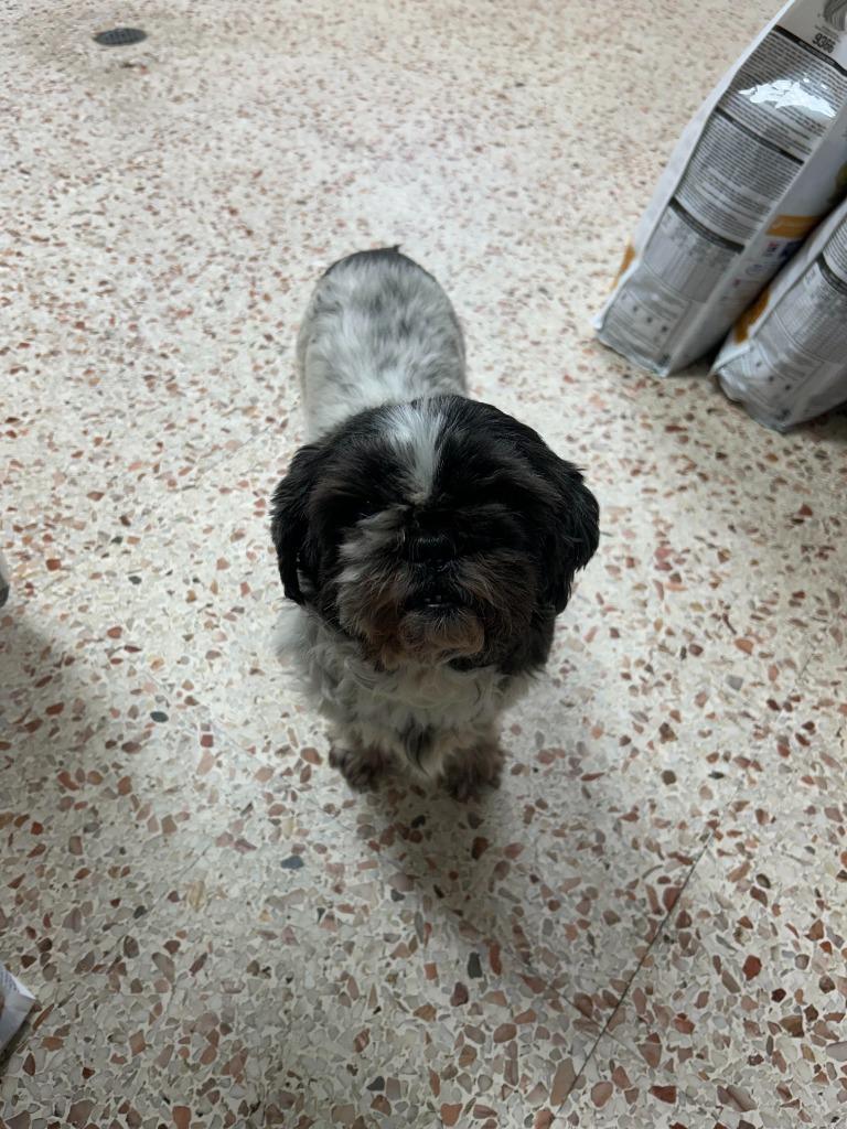 Lillian, a Adoptable Shih Tzu in Newnan, GA image 2/3