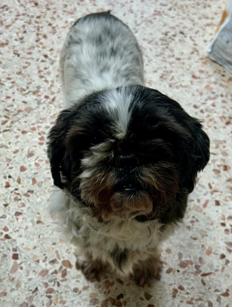 Lillian, a Adoptable Shih Tzu in Newnan, GA image 3/3