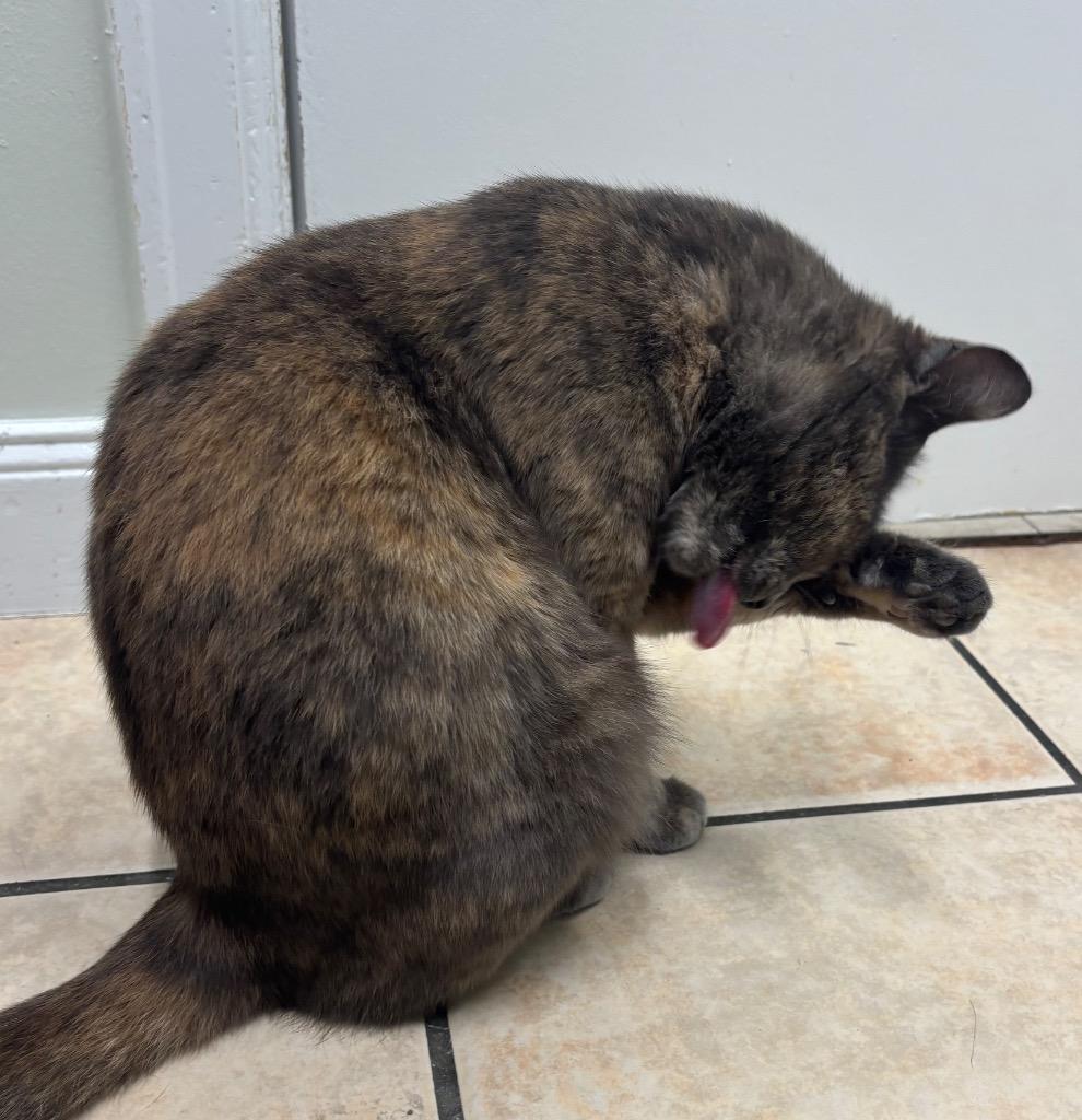 Lavender, Adoptable, Young Female Domestic Short Hair.