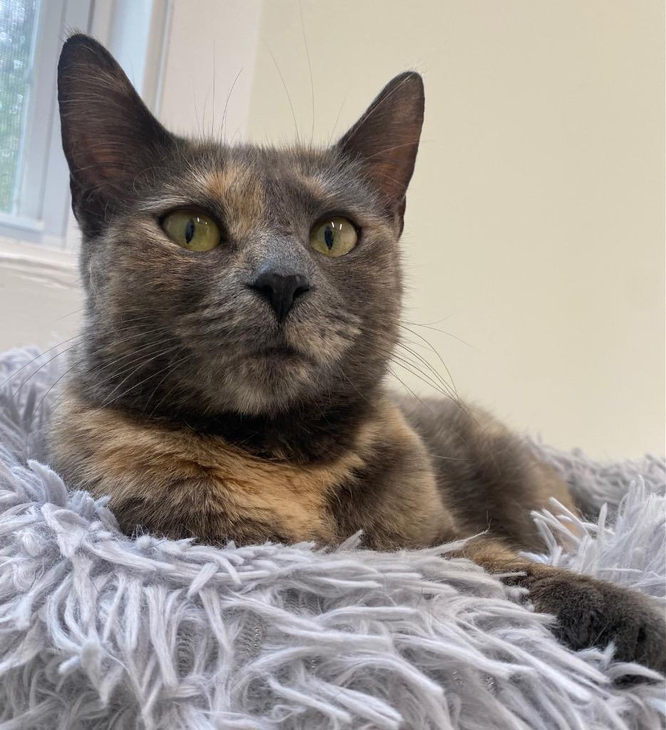 Lavender, a Adoptable mixed breed in Fall River, MA image 2/6