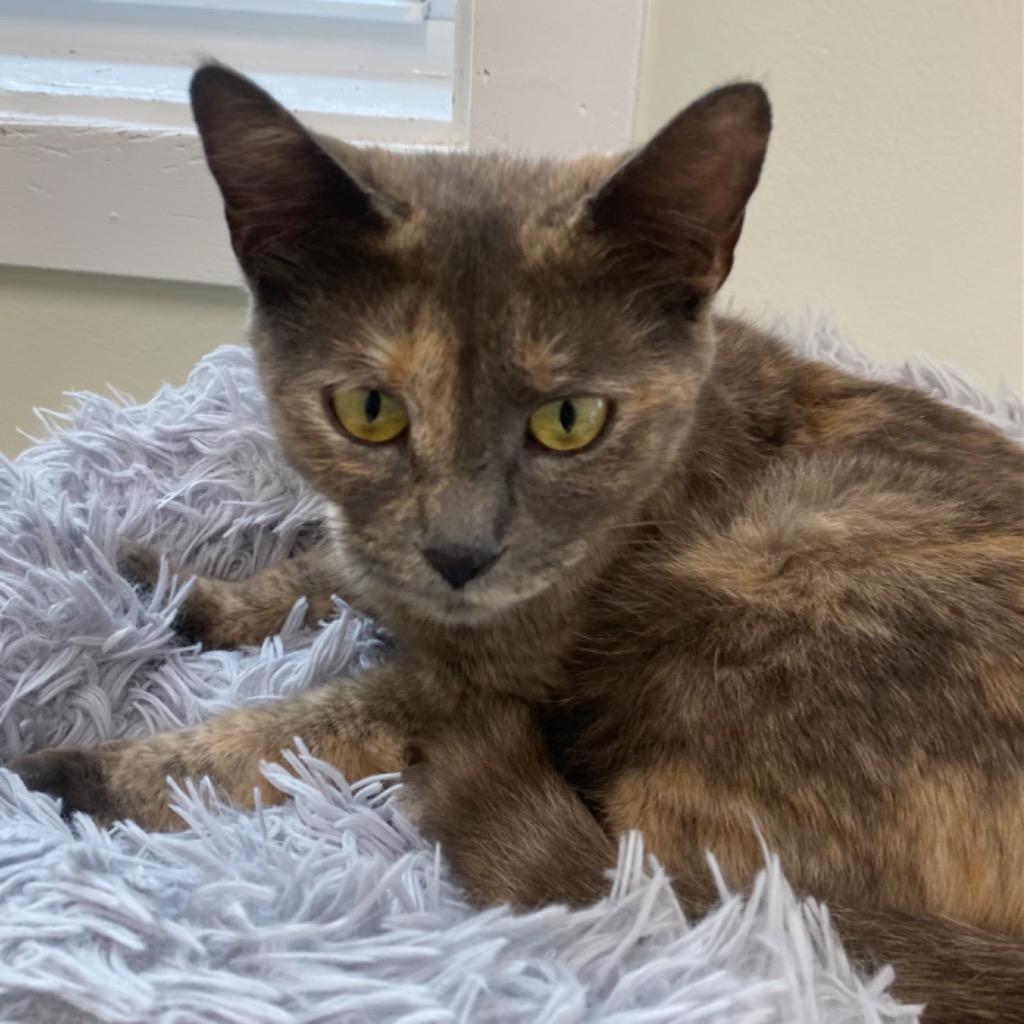 Lavender, a Adoptable mixed breed in Fall River, MA image 3/6