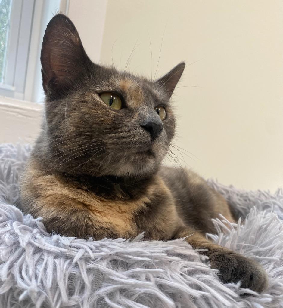 Lavender, a Adoptable mixed breed in Fall River, MA image 4/6