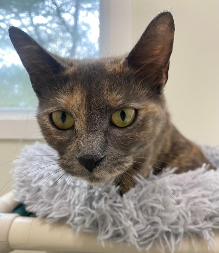 Lavender, a Adoptable mixed breed in Fall River, MA image 5/6