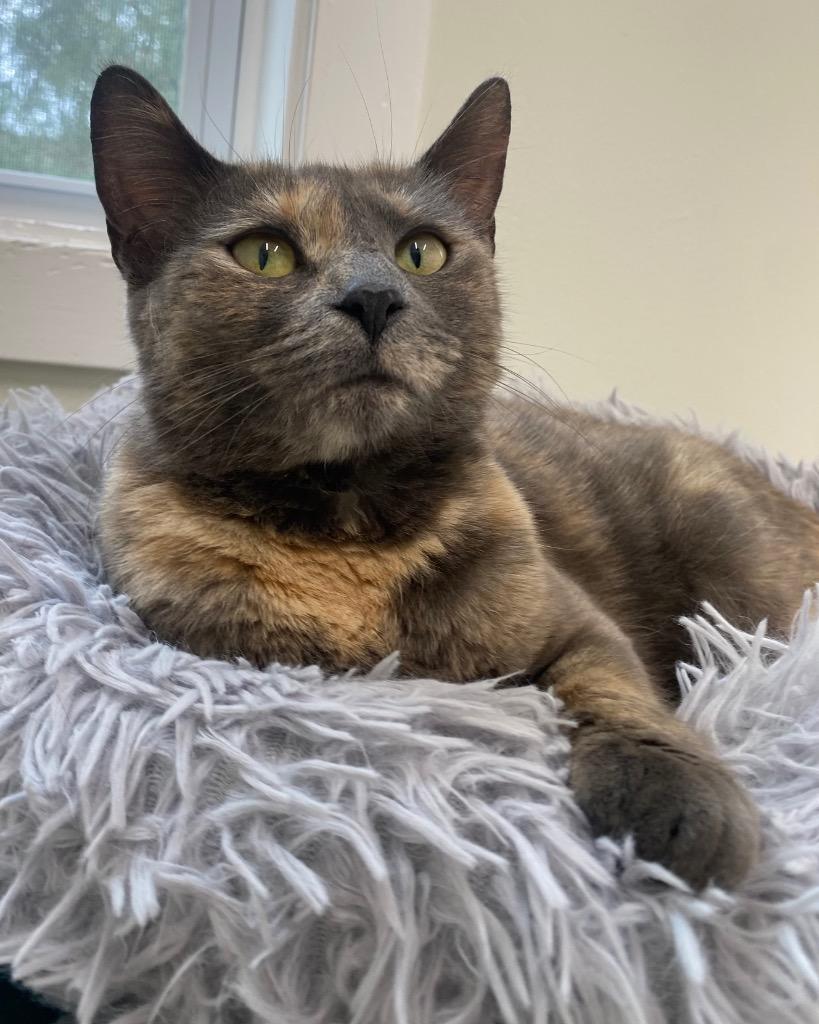 Lavender, a Adoptable mixed breed in Fall River, MA image 6/6