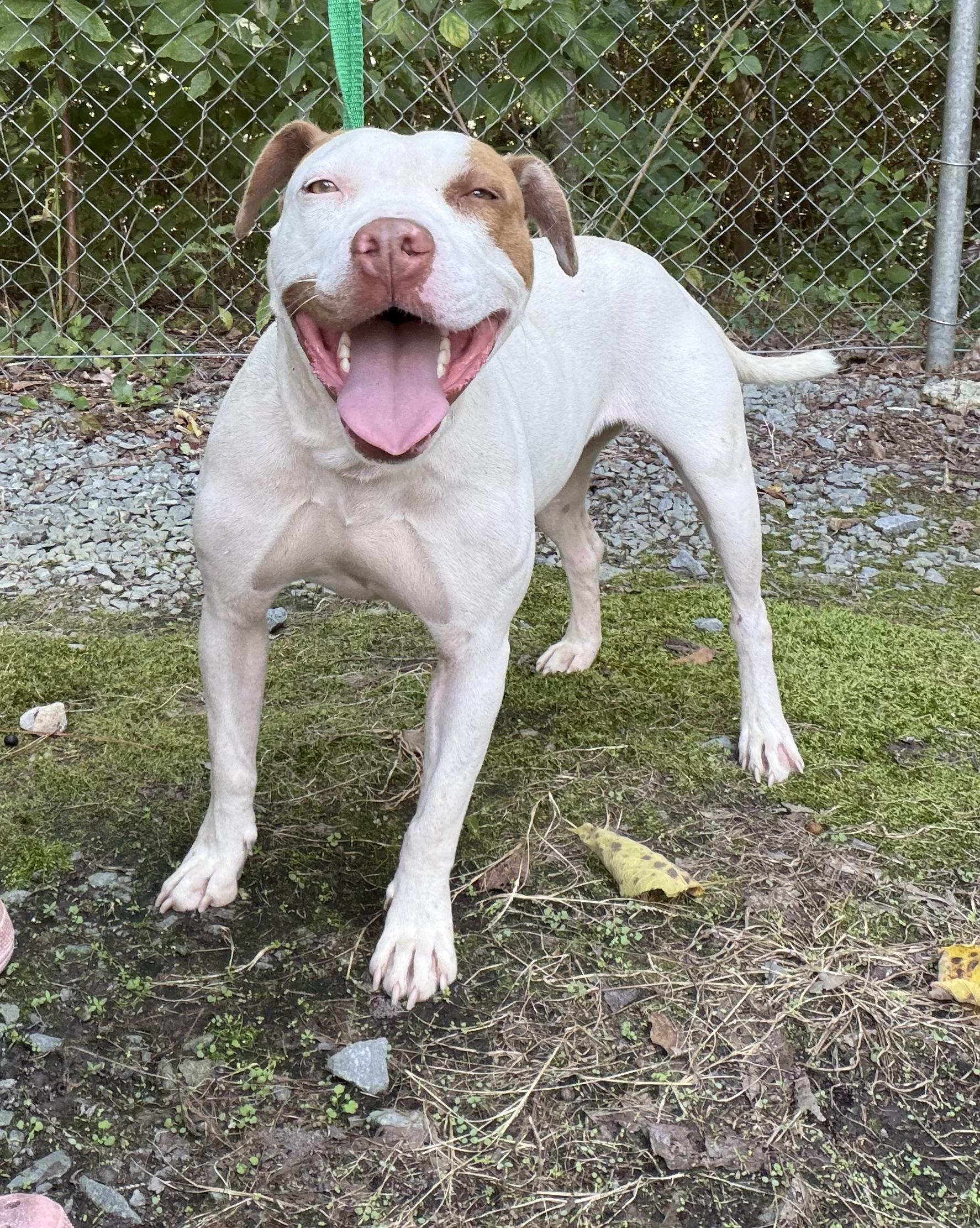 Maggie, ADOPTABLE, Adult Female American Staffordshire Terrier.