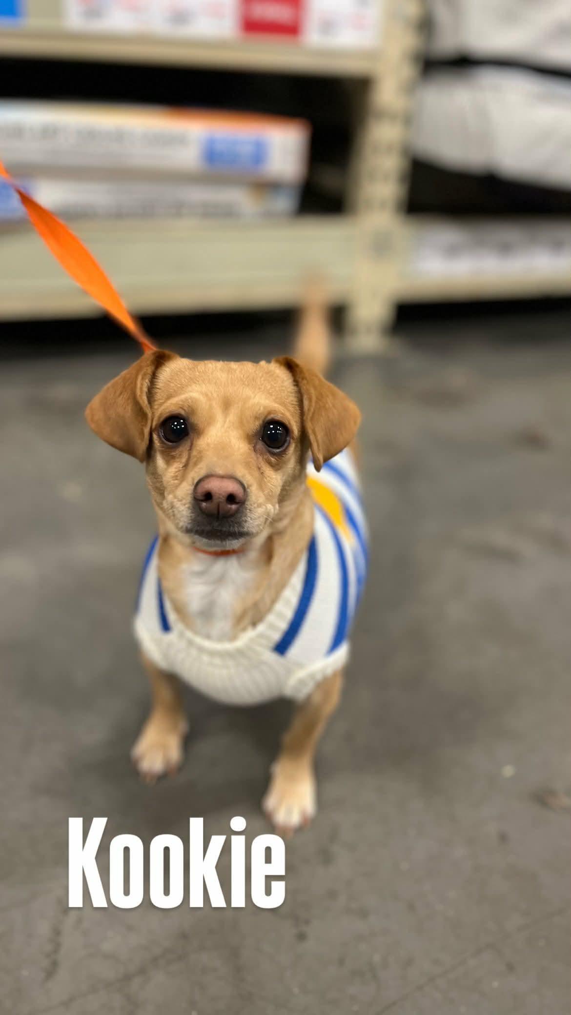 Kookie, ADOPTABLE, Adult Female Chihuahua & Dachshund.