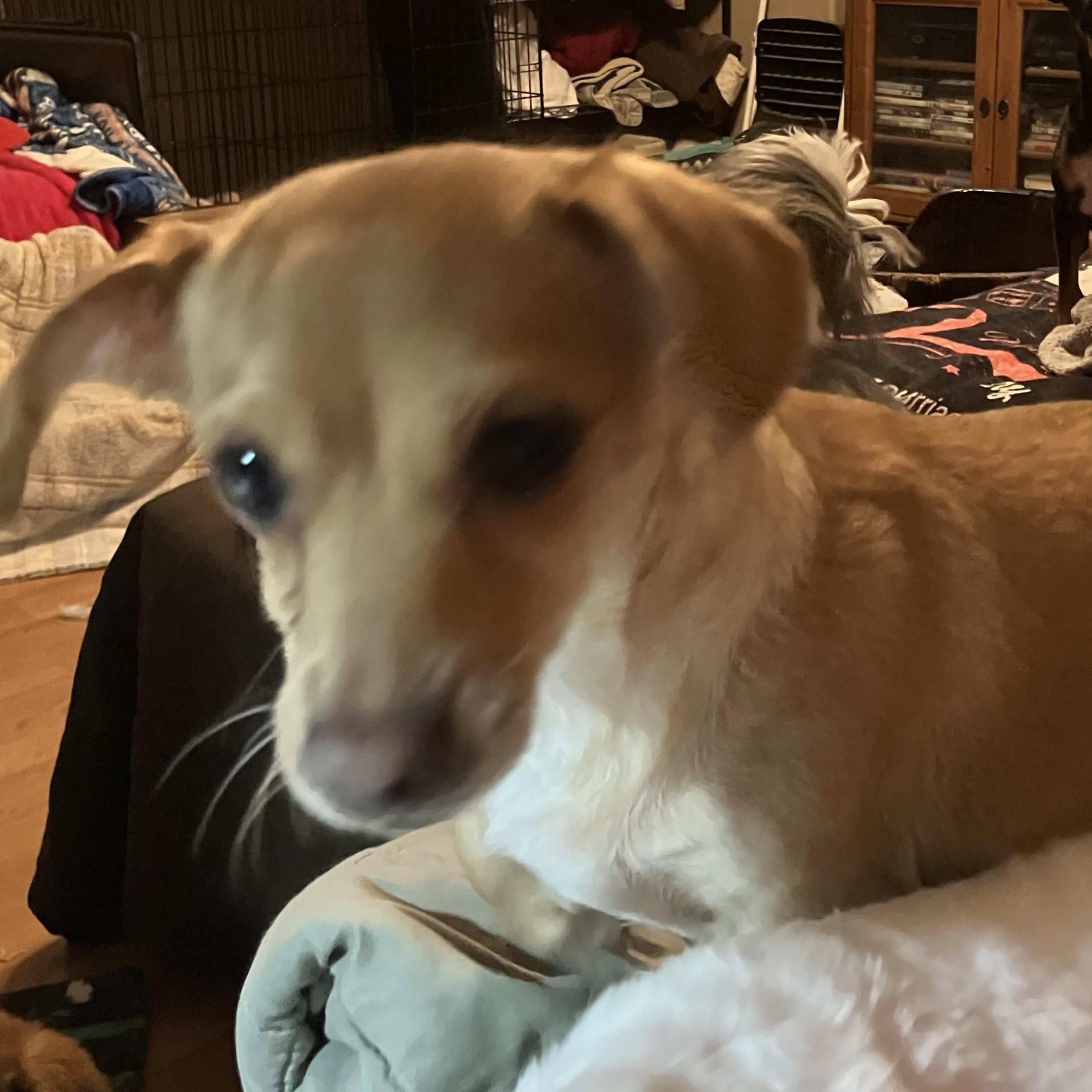 Enlarge Kookie, a ADOPTABLE mixed breed in Henderson, NV image 1/1