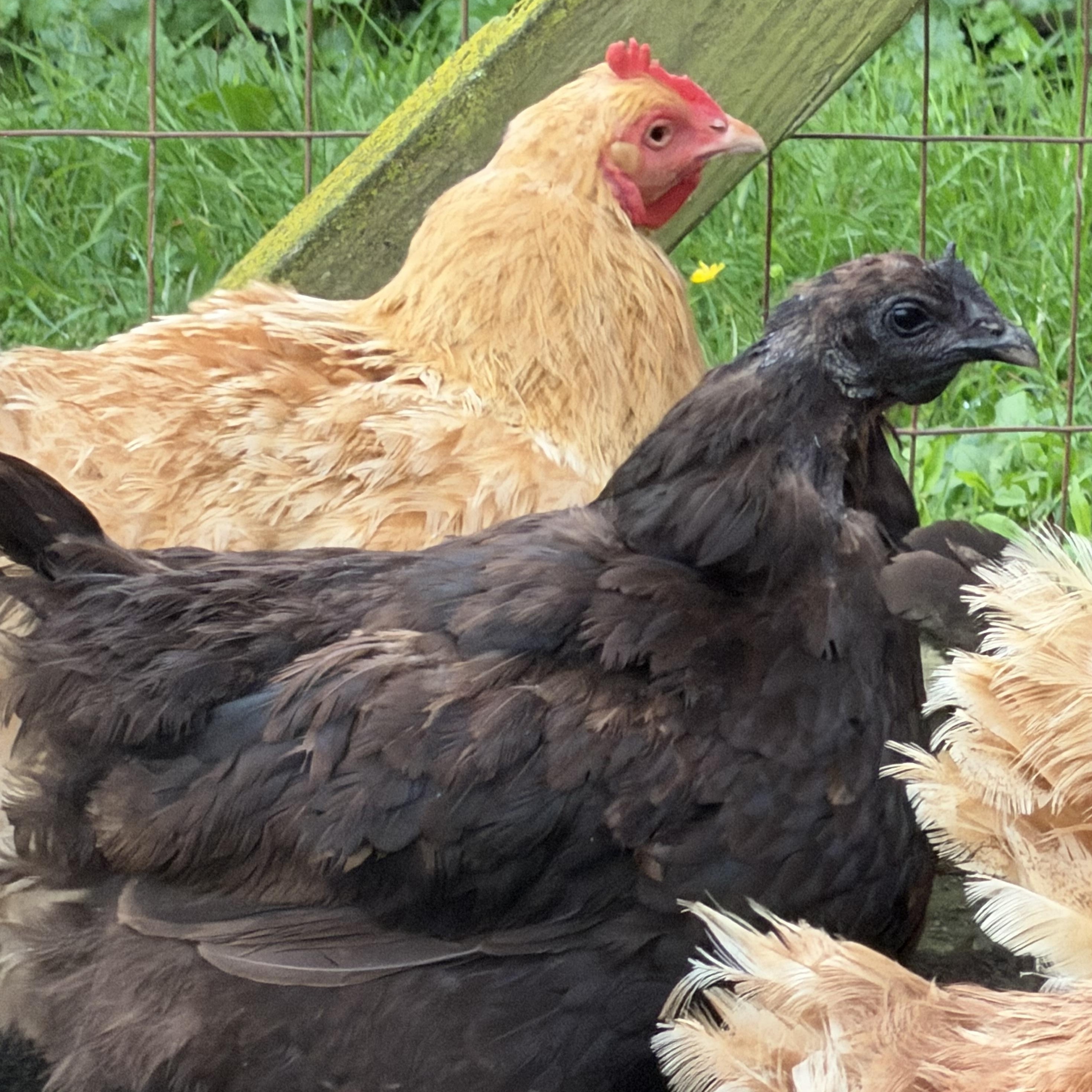 Enlarge Hens (various full-size breeds), a ADOPTABLE Chicken in Ravenna, OH image 2/2