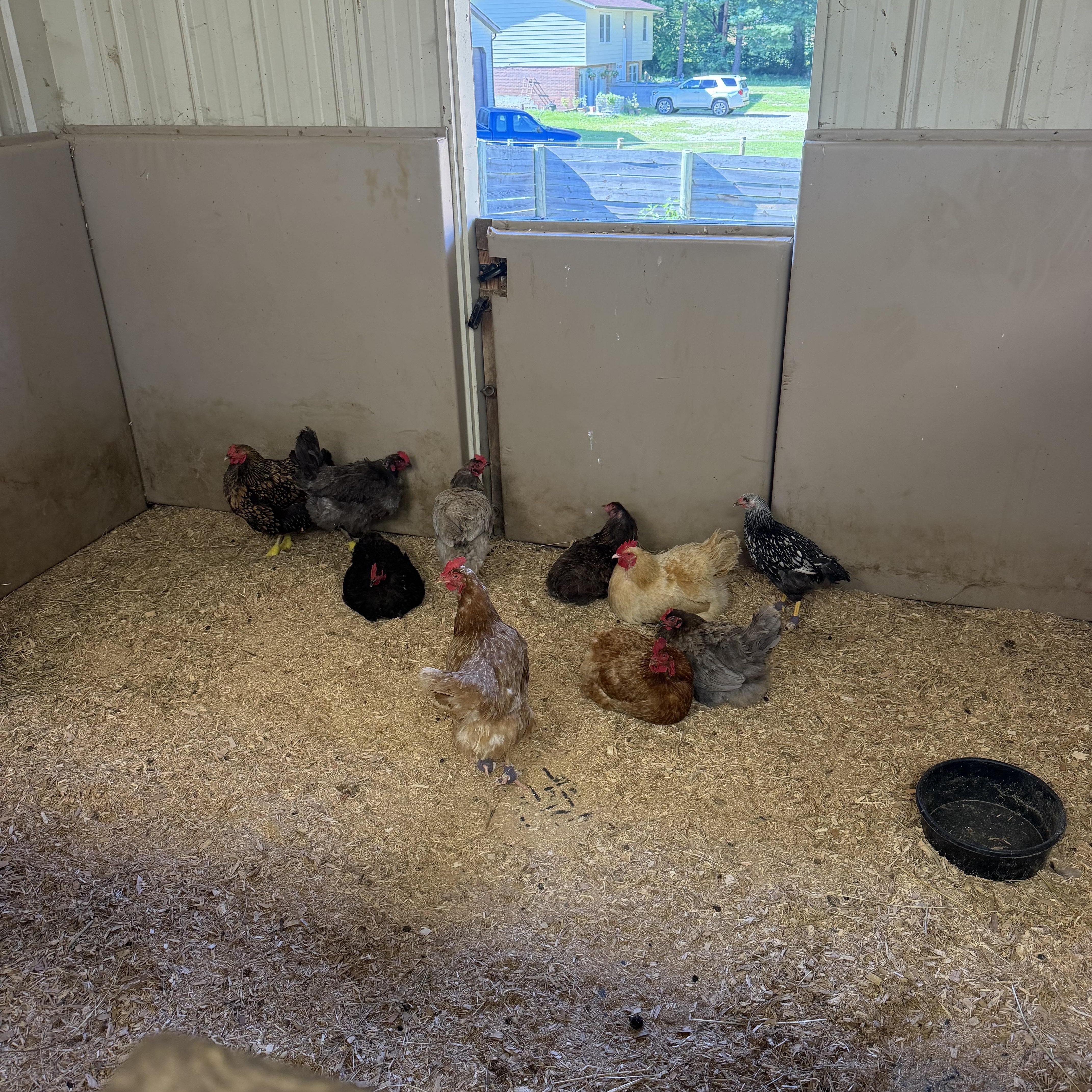 Enlarge Hens (various full-size breeds), a ADOPTABLE Chicken in Ravenna, OH image 1/2
