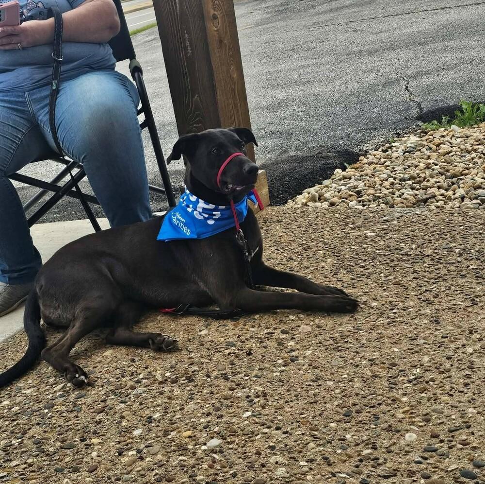 Lola, Adoptable, Adult Female German Shepherd Dog & Labrador Retriever.