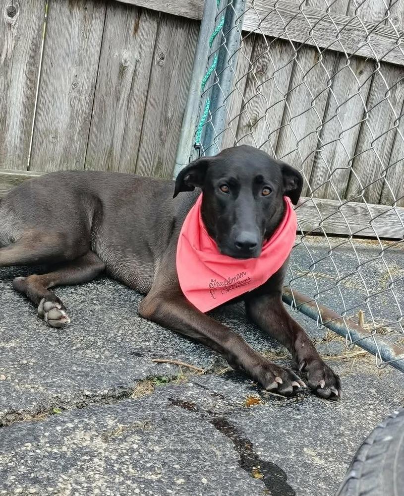 Lola, Adoptable, Adult Female German Shepherd Dog & Labrador Retriever.