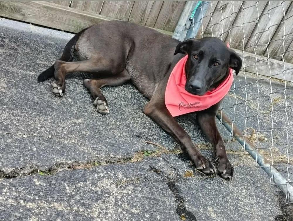 Lola, Adoptable, Adult Female German Shepherd Dog & Labrador Retriever.