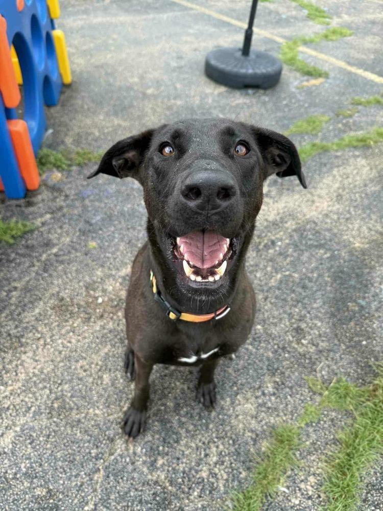 Enlarge Lola, a Adoptable mixed breed in Peoria, IL image 3/6