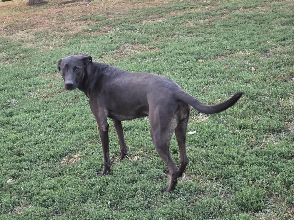 Enlarge Lola, a Adoptable mixed breed in Peoria, IL image 4/6