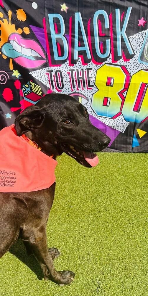 Lola, Adoptable, Adult Female German Shepherd Dog & Labrador Retriever.