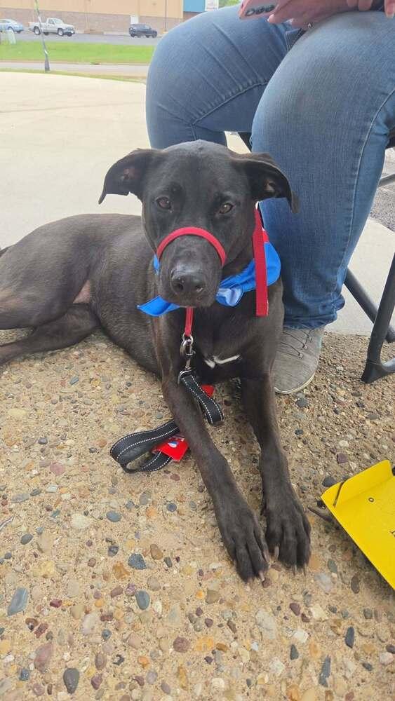 Enlarge Lola, a Adoptable mixed breed in Peoria, IL image 4/5
