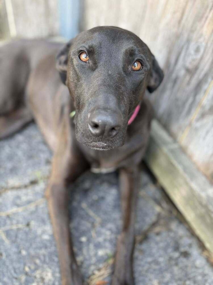 Enlarge Lola, a Adoptable mixed breed in Peoria, IL image 6/6