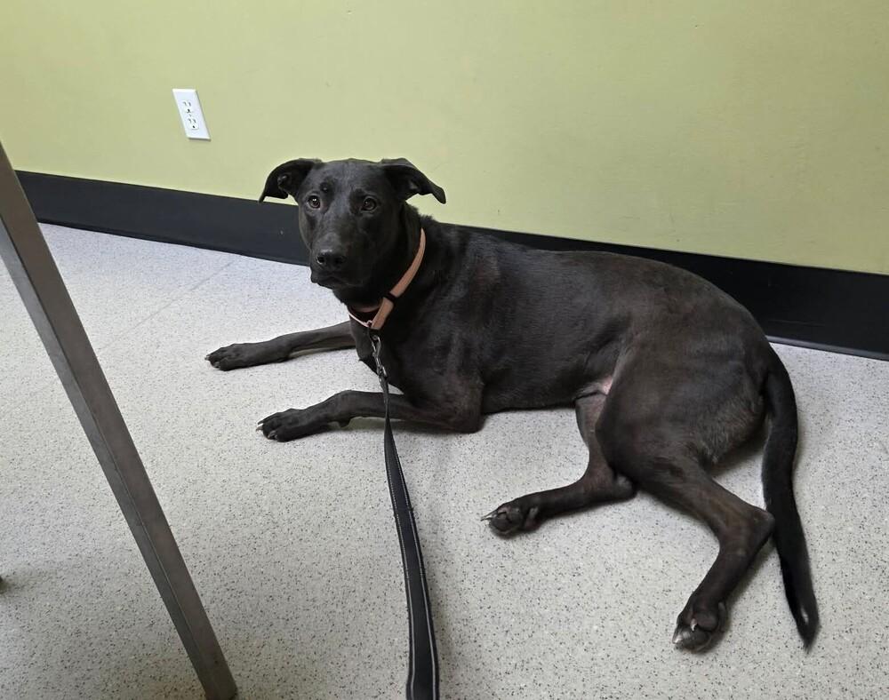 Enlarge Lola, a Adoptable mixed breed in Peoria, IL image 5/5