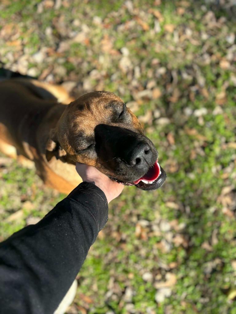 Titan, Adoptable, Adult Male Mastiff & Mixed Breed.