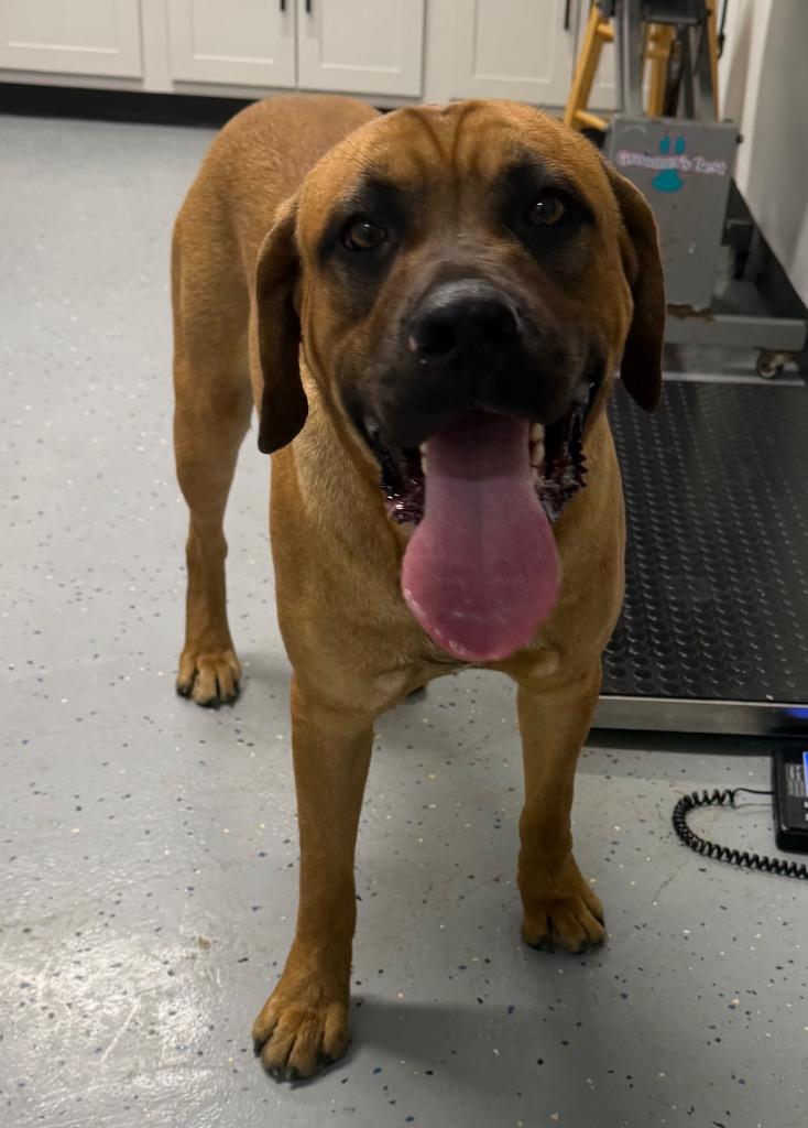 Titan, Adoptable, Adult Male Mastiff & Mixed Breed.