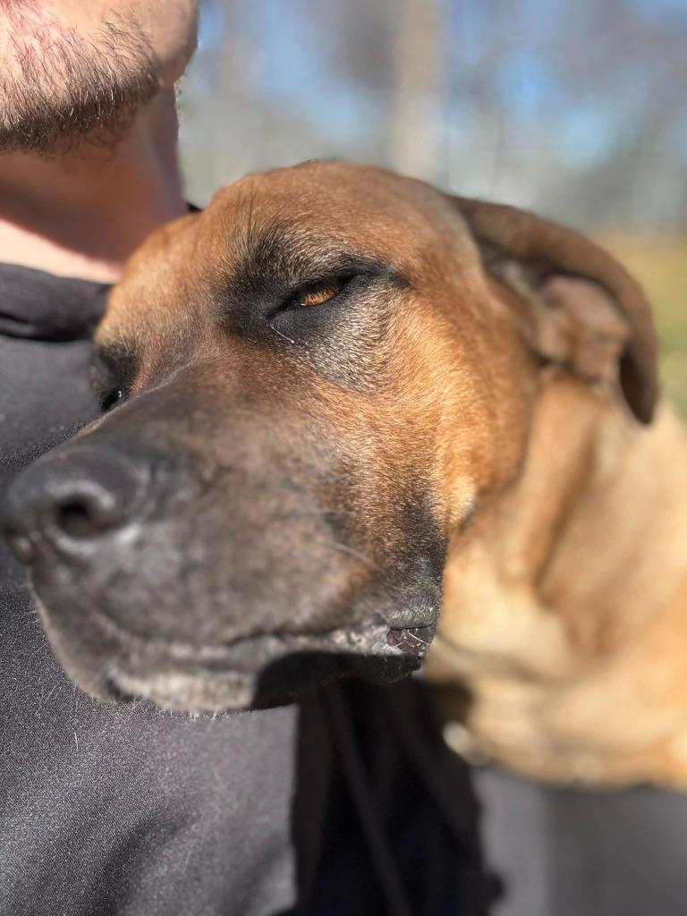 Enlarge Titan, a Adoptable mixed breed in Seven Points, TX image 4/4