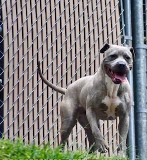 Monty, Adoptable, Adult Male Shar-Pei & Boxer.