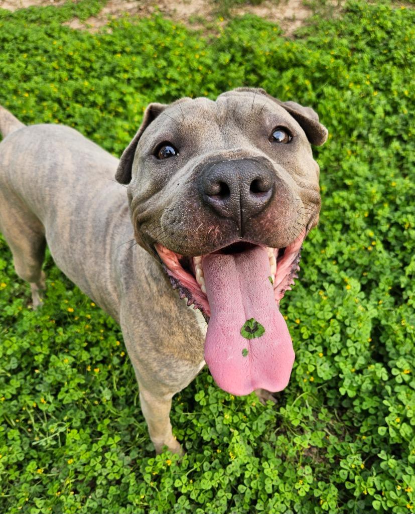 Monty, Adoptable, Adult Male Shar-Pei & Boxer.