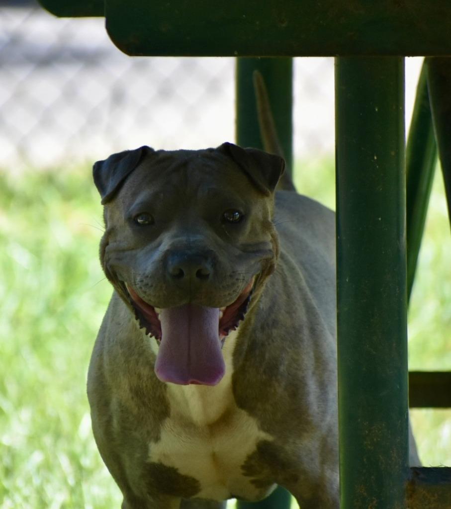 Enlarge Monty, a Adoptable mixed breed in Sherwood, AR image 2/6