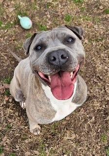 Enlarge Monty, a Adoptable mixed breed in Sherwood, AR image 3/6