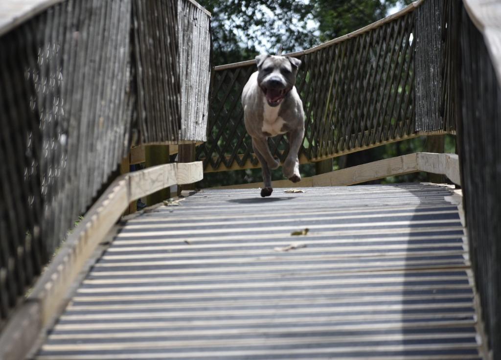 Enlarge Monty, a Adoptable mixed breed in Sherwood, AR image 4/6