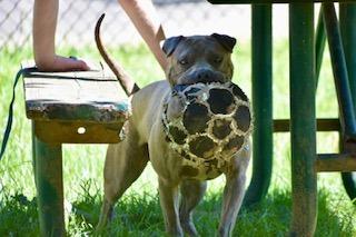 Enlarge Monty, a Adoptable mixed breed in Sherwood, AR image 6/6
