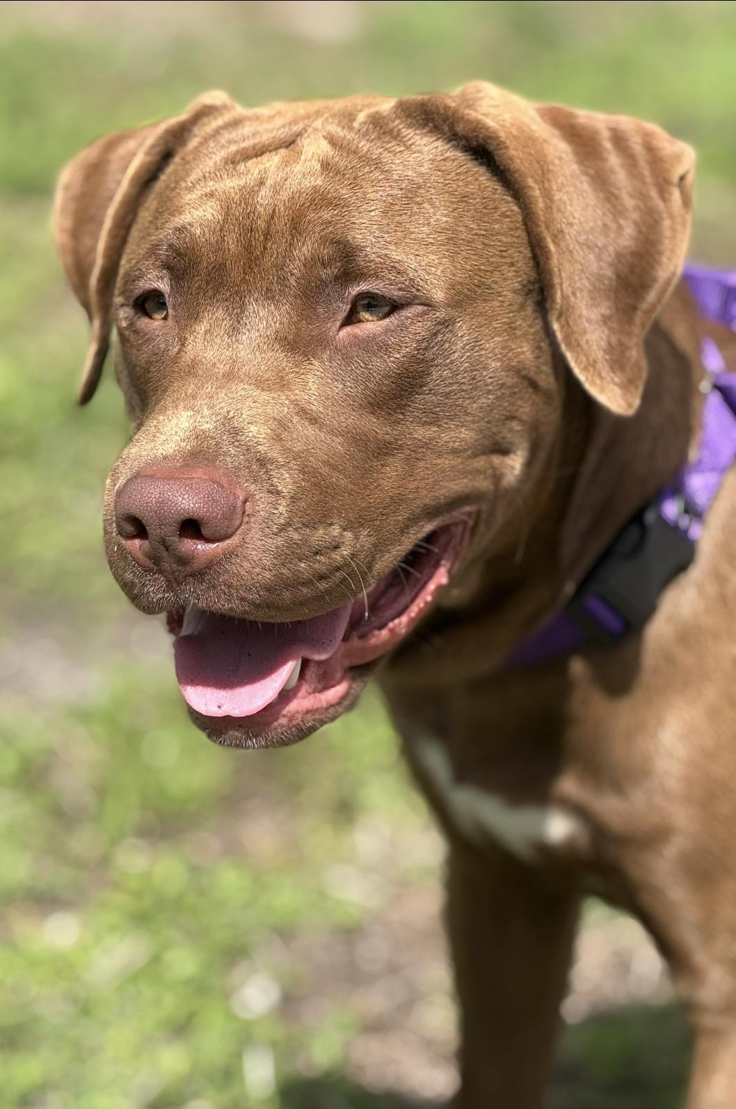 Enlarge Chester, an adopted mixed breed in Palm springs, FL image 2/3