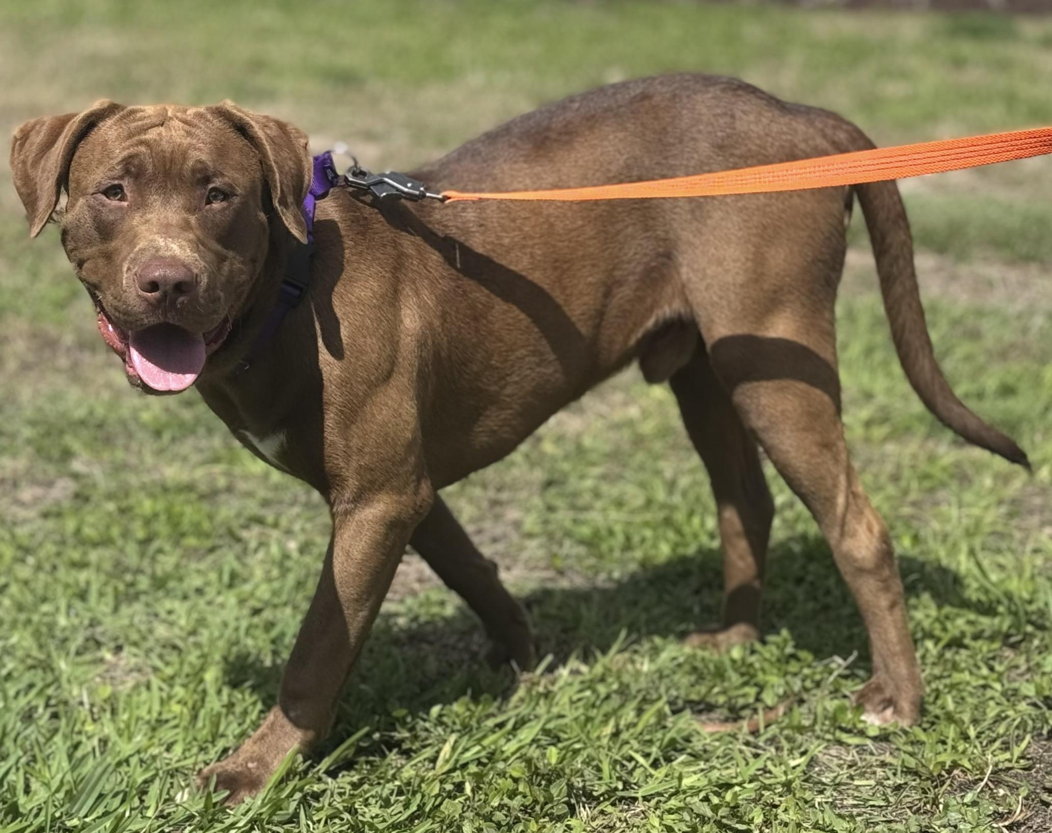 Enlarge Chester, an adopted mixed breed in Palm springs, FL image 3/3