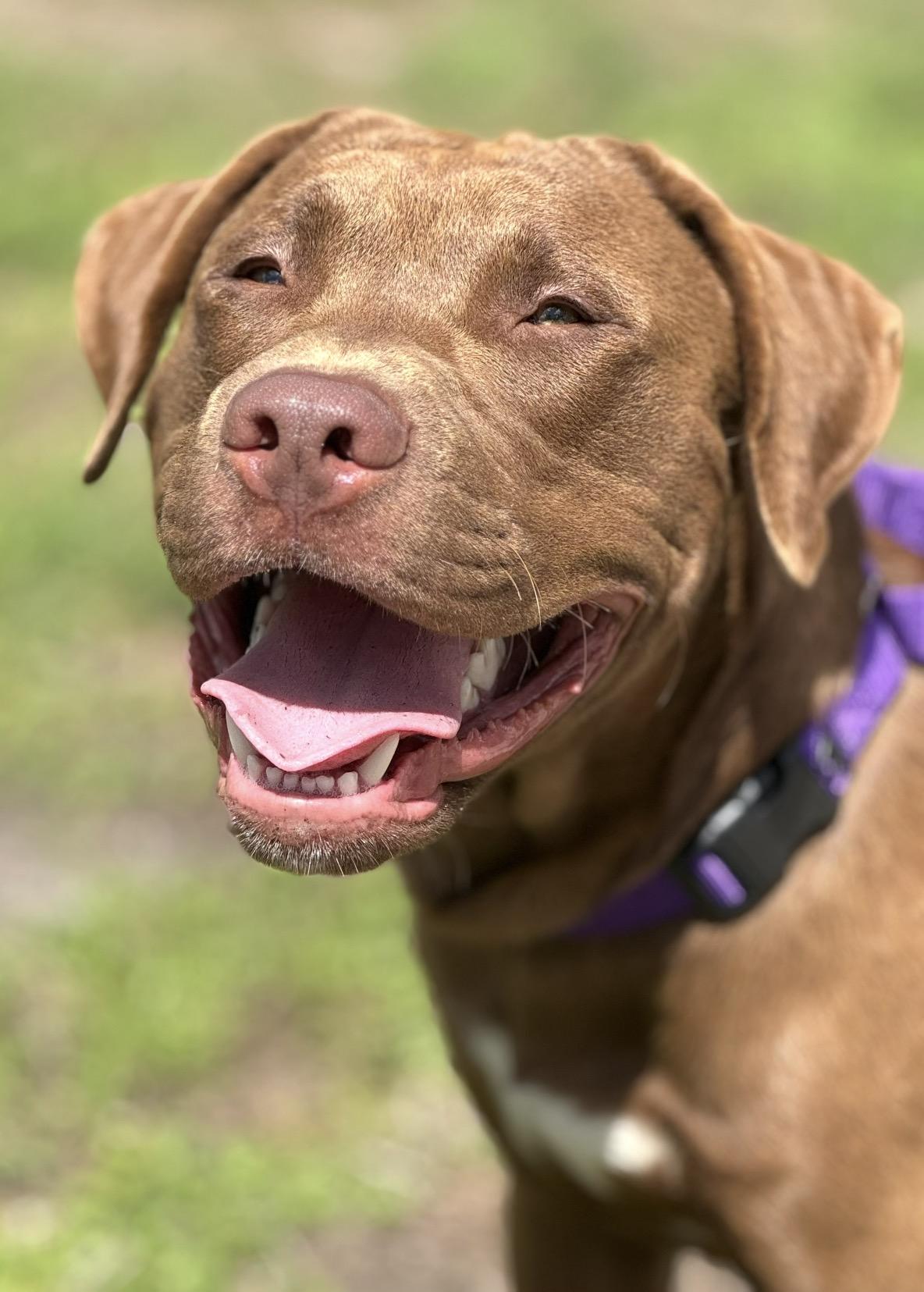 Enlarge Chester, an adopted mixed breed in Palm springs, FL image 1/3