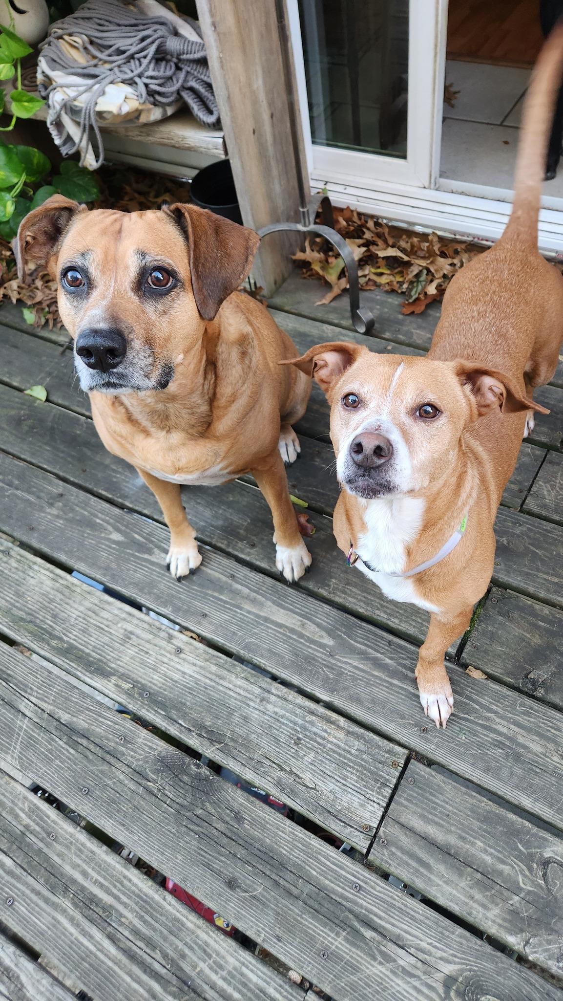 Molly, an adopted mixed breed in Jefferson City, MO image 5/6