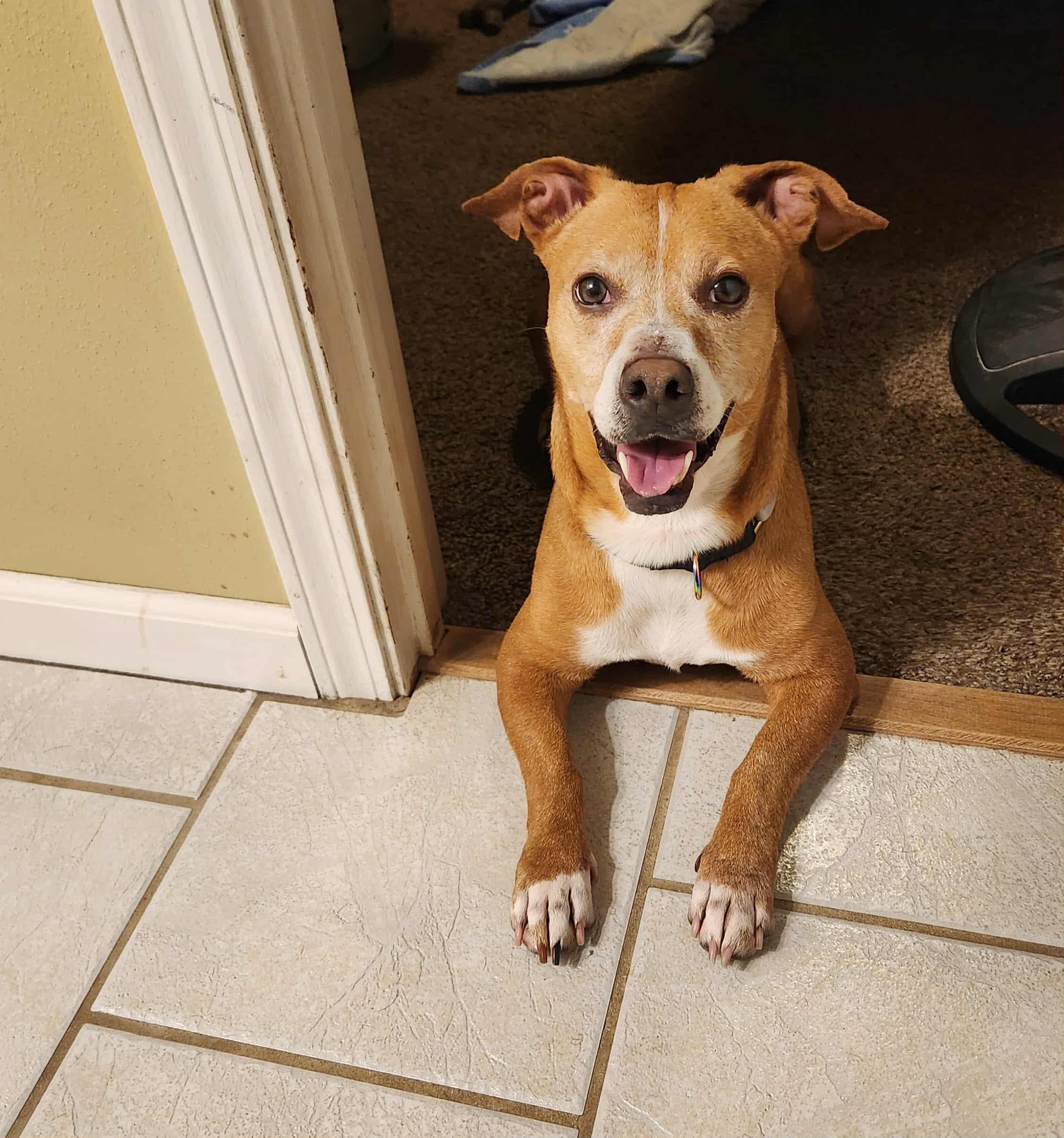 Molly, an adopted mixed breed in Jefferson City, MO image 3/6