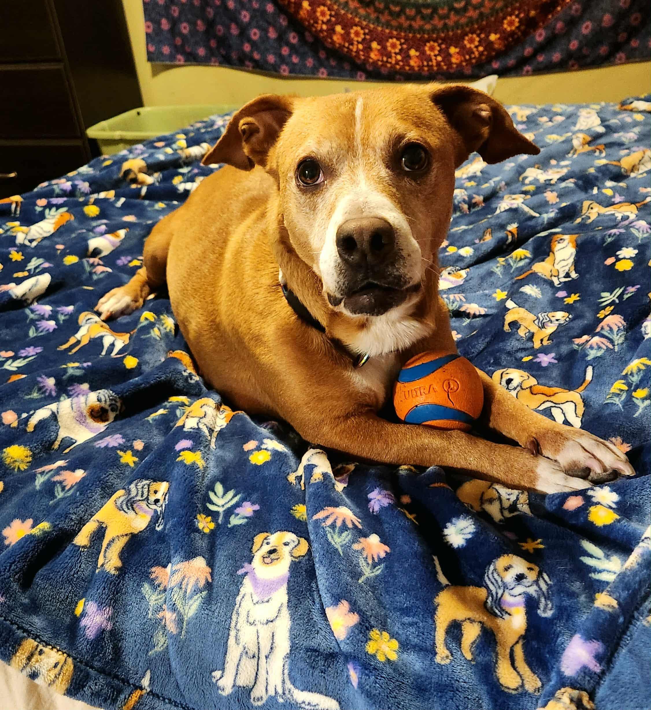 Molly, an adopted mixed breed in Jefferson City, MO image 6/6