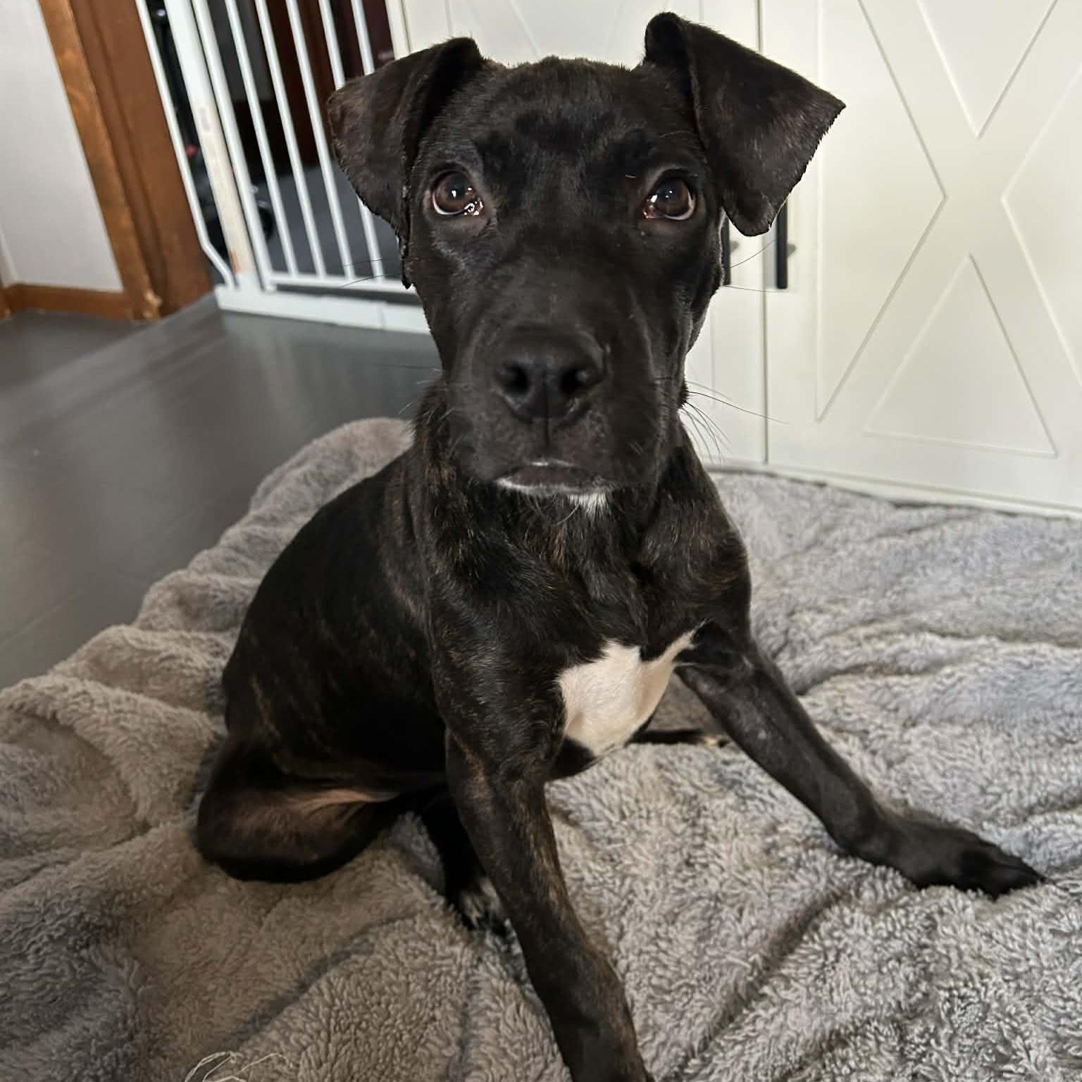 Enlarge Mr. Pibb, a ADOPTABLE mixed breed in Normal, IL image 2/6