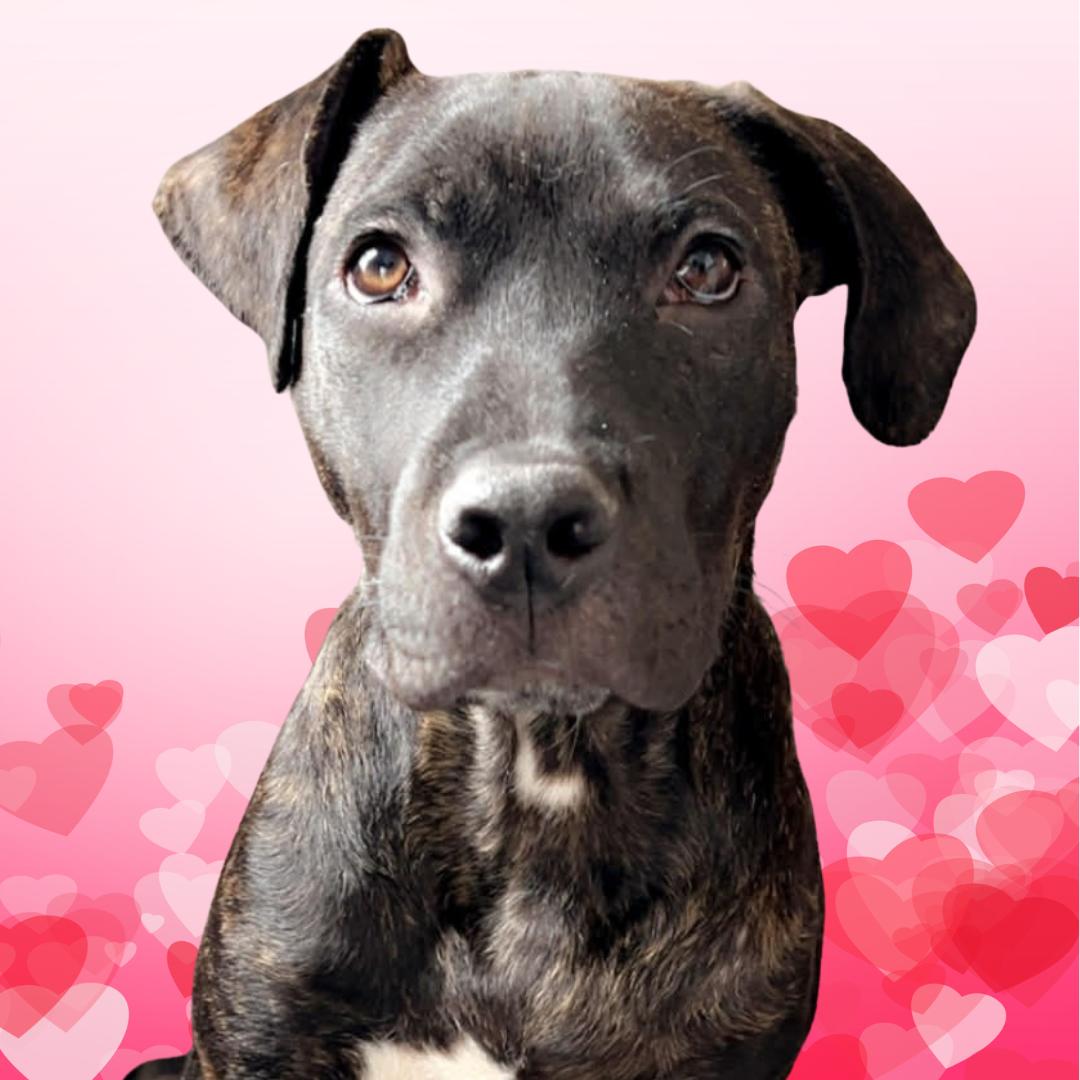 Mr. Pibb, ADOPTABLE, Puppy Male Pit Bull Terrier.